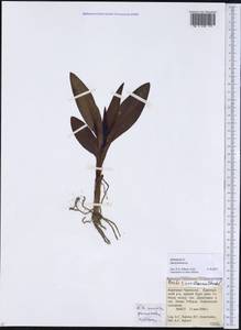 Dactylorhiza, Caucasus, Stavropol Krai, Karachay-Cherkessia & Kabardino-Balkaria (K1b) (Russia)