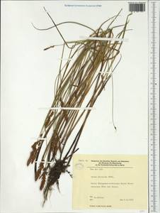 Carex disticha Huds., Western Europe (EUR) (Germany)