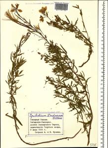 Chamaenerion dodonaei (Vill.) Schur ex Fuss., Caucasus, Stavropol Krai, Karachay-Cherkessia & Kabardino-Balkaria (K1b) (Russia)