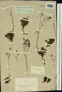 Saxifraga bronchialis subsp. bronchialis, Siberia (no precise locality) (S0) (Russia)