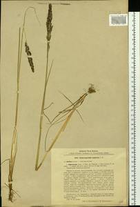 Achnatherum calamagrostis (L.) P.Beauv., Siberia, Baikal & Transbaikal region (S4) (Russia)