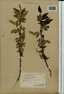 Salix pentandra L., Eastern Europe, Central forest-and-steppe region (E6) (Russia)