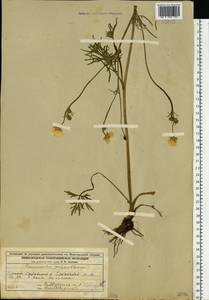 Ranunculus polyanthemos L., Eastern Europe, Volga-Kama region (E7) (Russia)