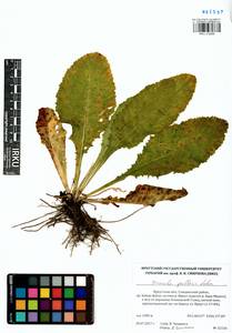 Primula elatior subsp. pallasii (Lehm.) W. W. Sm. & Forrest, Siberia, Baikal & Transbaikal region (S4) (Russia)