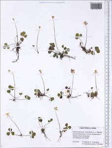 Coptis trifolia (L.) Salisb., Siberia, Chukotka & Kamchatka (S7) (Russia)