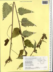 Campanula trachelium L., Eastern Europe, Central region (E4) (Russia)