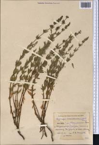 Hyssopus seravschanicus (Dubj.) Pazij, Middle Asia, Pamir & Pamiro-Alai (M2) (Uzbekistan)