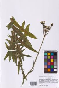 Sonchus palustris L., Eastern Europe, Moscow region (E4a) (Russia)