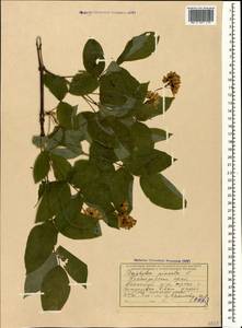 Staphylea pinnata L., Caucasus, Krasnodar Krai & Adygea (K1a) (Russia)