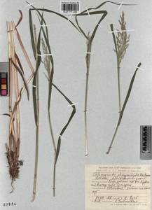 Calamagrostis purpurea (Trin.) Trin., Siberia, Altai & Sayany Mountains (S2) (Russia)