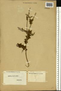 Echinops sphaerocephalus L., Eastern Europe, North Ukrainian region (E11) (Ukraine)