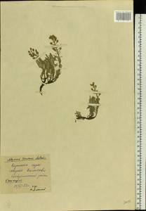 Alyssum lenense Adams, Eastern Europe, Eastern region (E10) (Russia)