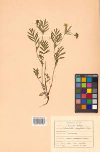 Sibbaldianthe bifurca (L.) Kurtto & T. Erikss., Siberia, Russian Far East (S6) (Russia)