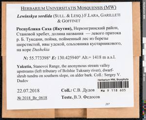 Lewinskya sordida (Sull. & Lesq.) F. Lara, Garilleti & Goffinet, Bryophytes, Bryophytes - Yakutia (B19) (Russia)