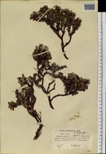 Salix berberifolia subsp. tschuktschorum (A. K. Skvortsov) Vorosch., Siberia, Yakutia (S5) (Russia)