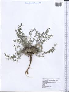 Astragalus testiculatus Pall., Middle Asia, Caspian Ustyurt & Northern Aralia (M8) (Kazakhstan)