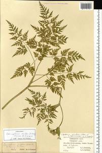 Conioselinum smithii (H.Wolff) Pimenov & Kljuykov, Siberia, Russian Far East (S6) (Russia)