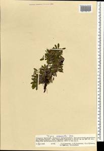 Dryas octopetala subsp. oxyodonta (Juz.) Hultén, Mongolia (MONG) (Mongolia)