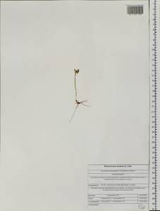 Botrychium lunaria (L.) Sw., Siberia, Altai & Sayany Mountains (S2) (Russia)