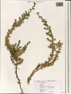 Salsola squarrosa subsp. squarrosa, South Asia, South Asia (Asia outside ex-Soviet states and Mongolia) (ASIA) (Israel)