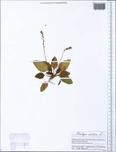 Plantago asiatica L., Siberia, Russian Far East (S6) (Russia)