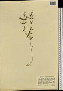 Scutellaria regeliana Nakai, Siberia, Russian Far East (S6) (Russia)