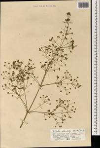 Alisma plantago-aquatica L., Mongolia (MONG) (Mongolia)
