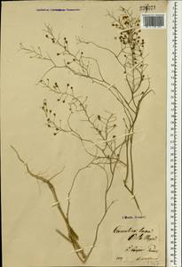 Camelina laxa C. A. Mey., South Asia, South Asia (Asia outside ex-Soviet states and Mongolia) (ASIA) (Iran)