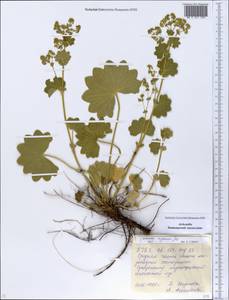 Alchemilla nemoralis Alechin, Eastern Europe, Eastern region (E10) (Russia)
