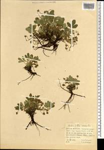 Potentilla acaulis L., Mongolia (MONG) (Mongolia)