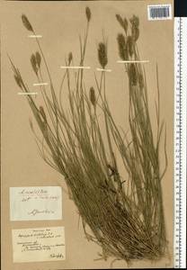 Agropyron cristatum (L.) Gaertn., Eastern Europe, South Ukrainian region (E12) (Ukraine)