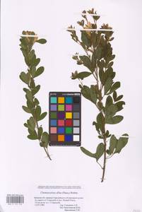 Chamaecytisus austriacus (L.) Link, Eastern Europe, Western region (E3) (Russia)