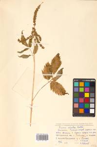 Aruncus dioicus (Walter) Fernald, Siberia, Chukotka & Kamchatka (S7) (Russia)