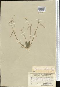 Hypecoum parviflorum Kar. & Kir., Middle Asia, Caspian Ustyurt & Northern Aralia (M8) (Kazakhstan)