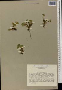 Primula vulgaris Huds., Caucasus, Abkhazia (K4a) (Abkhazia)