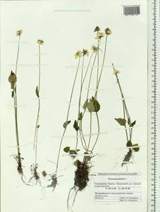 Parnassia palustris L., Siberia, Russian Far East (S6) (Russia)