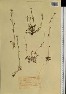 Arabidopsis lyrata subsp. petraea (L.) O'Kane & Al-Shehbaz, Siberia, Chukotka & Kamchatka (S7) (Russia)