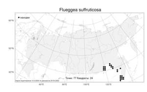 Flueggea suffruticosa (Pall.) Baill., Atlas of the Russian Flora (FLORUS) (Russia)