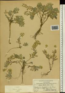 Alyssum gmelinii Jord. & Fourr., Eastern Europe, Moscow region (E4a) (Russia)