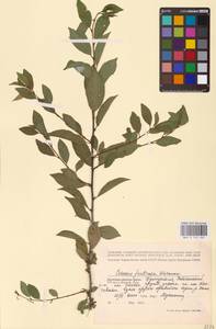 Prunus fruticosa Pall., Eastern Europe, Volga-Kama region (E7) (Russia)