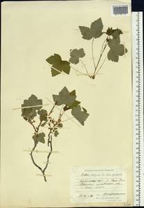 Ribes nigrum L., Siberia, Baikal & Transbaikal region (S4) (Russia)