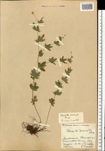 Potentilla erecta (L.) Raeusch., Eastern Europe, Moscow region (E4a) (Russia)