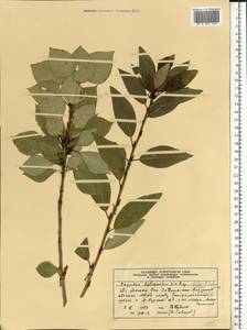 Populus balsamifera, Eastern Europe, Moscow region (E4a) (Russia)