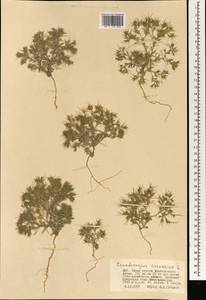 Ceratocarpus arenarius L., Mongolia (MONG) (Mongolia)