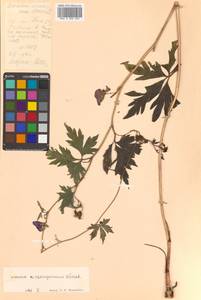 Aconitum consanguineum Vorosch., Siberia, Russian Far East (S6) (Russia)