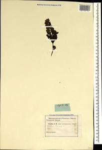 Teucrium chamaedrys L., Crimea (KRYM) (Russia)