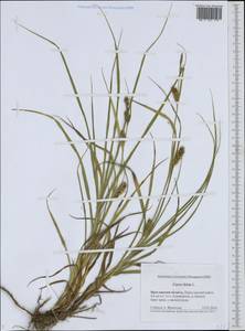 Carex hirta L., Eastern Europe, Central forest region (E5) (Russia)