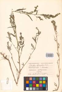 Atriplex oblongifolia Waldst. & Kit., Eastern Europe, Moscow region (E4a) (Russia)