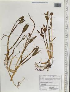 Coptidium pallasii (Schltdl.) Á. Löve & D. Löve, Siberia, Central Siberia (S3) (Russia)