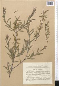 Salix capusii Franch., Middle Asia, Pamir & Pamiro-Alai (M2) (Tajikistan)